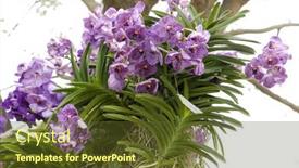  Presentation with purple green - PPT theme consisting of purple-orchid-flower-branch-bloom background and a tawny brown colored foreground