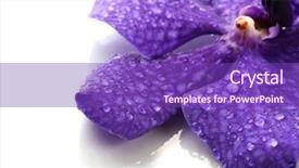  Presentation with blue flower - Cool new PPT theme with purple orchid flower isolated backdrop and a violet colored foreground