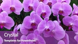  Presentation with orchid - Presentation design consisting of purple orchid flower on natural background and a purple colored foreground