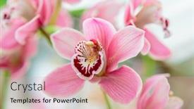  Presentation with purple butterfly - Colorful slide deck enhanced with purple-orchid-flower-phalaenopsis-phalaenopsis backdrop and a coral colored foreground