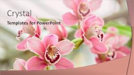  Presentation with purple butterfly - PPT theme having purple-orchid-flower-phalaenopsis-phalaenopsis background and a lemonade colored foreground