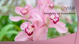  Presentation with purple butterfly - Slide set enhanced with purple-orchid-flower-phalaenopsis-phalaenopsis background and a lemonade colored foreground