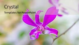  Presentation with purple green - Theme consisting of purple orchid flowers over green background background and a mint green colored foreground
