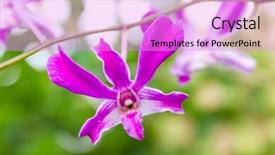  Presentation with purple green - Audience pleasing slides consisting of purple orchid flowers over green background backdrop and a lilac colored foreground
