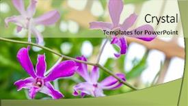  Presentation with purple green - Theme with purple orchid flowers over green background background and a soft green colored foreground