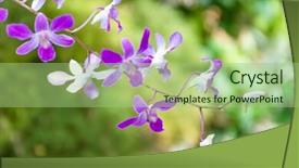  Presentation with purple green - Colorful PPT layouts enhanced with purple orchid flowers over natural green background backdrop and a mint green colored foreground