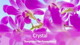  Presentation with purple flowers - Presentation design consisting of purple orchid flowers over sky background background and a purple colored foreground