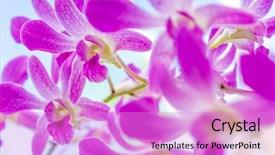  Presentation with purple flowers - Beautiful theme featuring purple orchid flowers over sky background backdrop and a lilac colored foreground