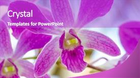  Presentation with purple flowers - Cool new PPT layouts with purple orchid flowers over sky background backdrop and a purple colored foreground