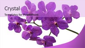  Presentation with purple flowers - Beautiful slide set featuring purple orchid isolated on white backdrop and a lilac colored foreground