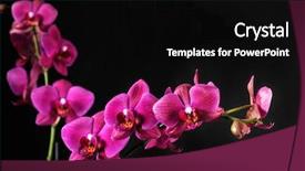  Presentation with orchid - Presentation theme featuring purple orchid on black background and a black colored foreground
