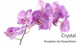  Presentation with orchid - Presentation theme with purple orchid on white background and a white colored foreground