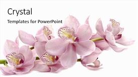  Presentation with orchid - Amazing presentation theme having purple orchid phalaenopsis over white backdrop and a white colored foreground