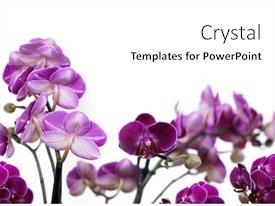 Purple Orchid Phalaenopsis PPT template 3 | CrystalGraphics