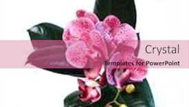  Presentation with purple flowers - Presentation theme enhanced with purple-orchid-phalaenopsis background and a coral colored foreground