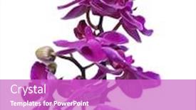  Presentation with purple flowers - Presentation design enhanced with purple-orchid-phalaenopsis background and a purple colored foreground