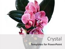 Purple Orchid Phalaenopsis PPT template 10 | CrystalGraphics
