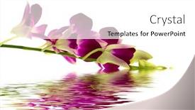  Presentation with reflection - Slides featuring purple orchid with water reflection background and a white colored foreground