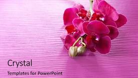  Presentation with beautiful orchid flowers - Beautiful slide deck featuring purple orchids - beautiful blooming orchid on color backdrop and a  colored foreground