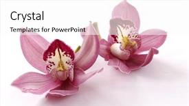  Presentation with pink white - Audience pleasing presentation theme consisting of purple orchids - beautiful couple pink orchid blossoms backdrop and a white colored foreground