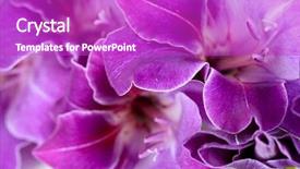  Presentation with purple orchids - Colorful presentation theme enhanced with purple orchids - beautiful gladiolus flower close up backdrop and a purple colored foreground