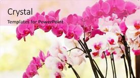  Presentation with orchid - Theme enhanced with purple orchids - beautiful orchid background and a coral colored foreground