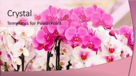  Presentation with orchid - Slide deck with purple orchids - beautiful orchid background and a coral colored foreground