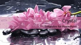  Presentation with pink-black - PPT layouts having purple orchids - branch pink orchid and black background and a coral colored foreground