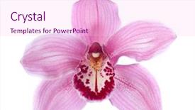  Presentation with orchid - PPT layouts consisting of purple orchids - close-up of pink orchid flower background and a lemonade colored foreground