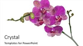  Presentation with pink flowers - Theme consisting of purple orchids - dark pink orchid flowers isolated background and a white colored foreground