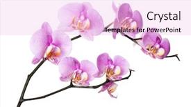  Presentation with pink flowers - Colorful presentation theme enhanced with purple orchids - dark pink orchid flowers isolated backdrop and a lavender colored foreground