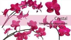  Presentation with white flowers - Presentation theme consisting of purple orchids - dark red orchid flowers collection background and a coral colored foreground