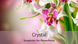  Presentation with flower border - PPT theme consisting of purple orchids - orchid flower border design background and a lemonade colored foreground