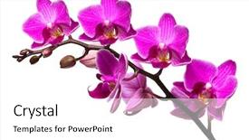  Presentation with orchid - Presentation theme featuring purple orchids - orchid isolated on white background background and a white colored foreground