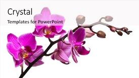  Presentation with orchid - Amazing PPT layouts having purple orchids - orchid isolated on white background backdrop and a white colored foreground