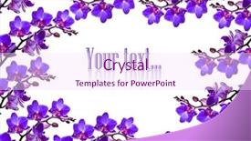  Presentation with orchid - Amazing PPT layouts having purple orchids - orchid isolated on white background backdrop and a pink colored foreground