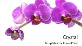  Presentation with orchid - Theme having purple orchids - orchid on a white background background and a white colored foreground