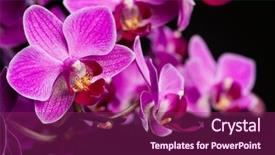  Presentation with orchid - Theme with purple orchids - orchid on black background shallow background and a violet colored foreground