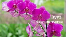  Presentation with purple green - Audience pleasing theme consisting of purple orchids - orchid on green background backdrop and a purple colored foreground