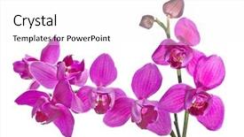  Presentation with purple orchids pink flowers orchid - Beautiful presentation theme featuring purple orchids - pink orchid flowers isolated backdrop and a  colored foreground