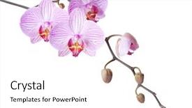  Presentation with pink white - Beautiful presentation design featuring purple orchids - pink orchid isolated on white backdrop and a white colored foreground