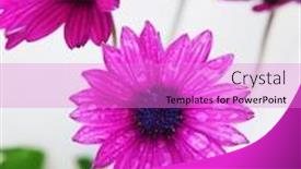  Presentation with rain - PPT layouts consisting of purple osteospermum after a shower background and a lilac colored foreground