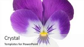  Presentation with pansy - PPT theme consisting of purple pansy isolated on white background and a  colored foreground
