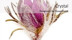  Presentation with purple flowers - Slide deck enhanced with purple pasque flowers isolated background and a white colored foreground
