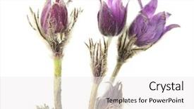  Presentation with purple flowers - Amazing PPT layouts having purple pasque flowers isolated backdrop and a white colored foreground