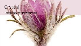  Presentation with purple flowers - PPT theme enhanced with purple-pasque-flowers-isolated background and a coral colored foreground