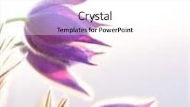  Presentation with purple flowers - Slide deck with purple pasque flowers on mountains background and a white colored foreground