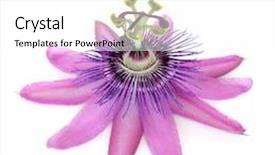  Presentation with passion - Audience pleasing theme consisting of purple passion flower isolated over white background passiflora backdrop and a white colored foreground
