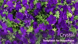 Presentation with purple flowers - Amazing presentation theme having purple-petunia-flowers backdrop and a violet colored foreground
