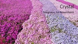  Presentation with purple flowers - Audience pleasing presentation theme consisting of leadership portfolio - 5 places to find qualified backdrop and a  colored foreground.